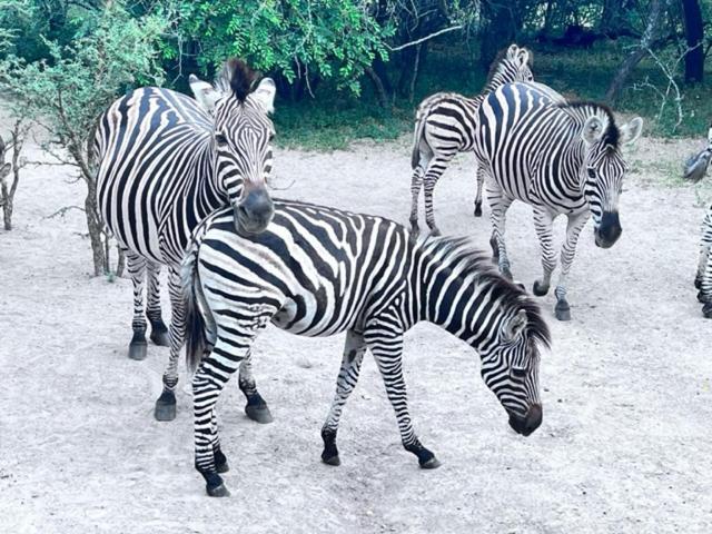 Turaco Lodge Marloth Park Exterior foto