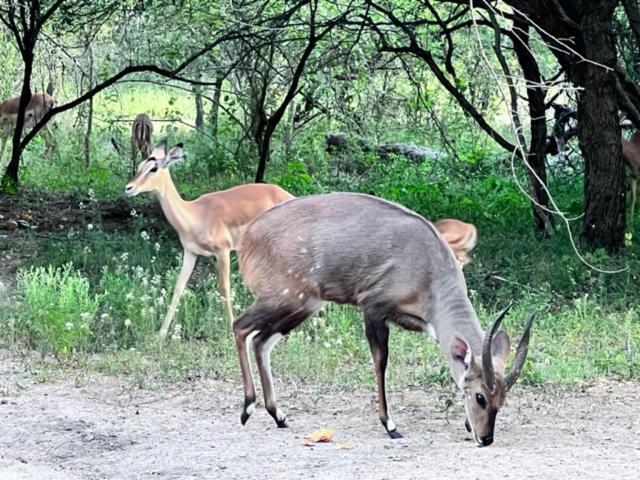 Turaco Lodge Marloth Park Exterior foto