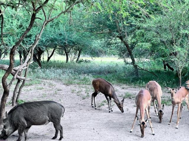 Turaco Lodge Marloth Park Exterior foto